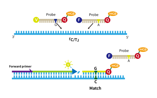 Principle of Action of MGB Probes